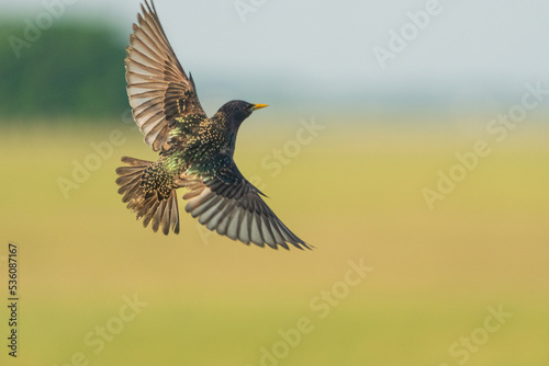 Fényképezés Common starling (Sturnus vulgaris)