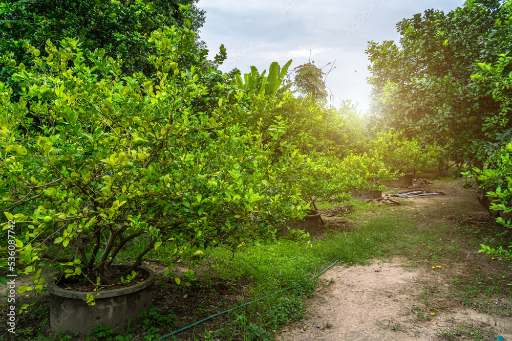 Green lemons tree growth on the cement pond in a garden citrus fruit thailand. Green lemons tree growth on the cement pond in a garden citrus fruit thailand.