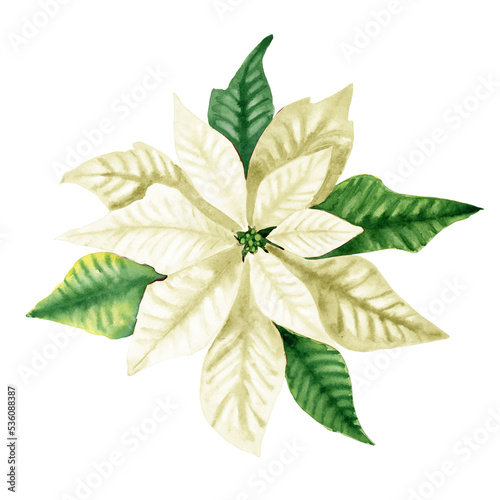 White poinsettia Christmas flower watercolor illustration. Hand drawn New Year celebration symbol. Traditional winter decoration plant. Realistic botanical image for postcards and greeting invitations