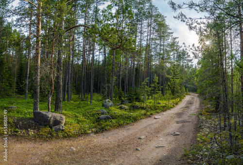 The road among the pines in the forest . Lake Ladoga . Karelia.