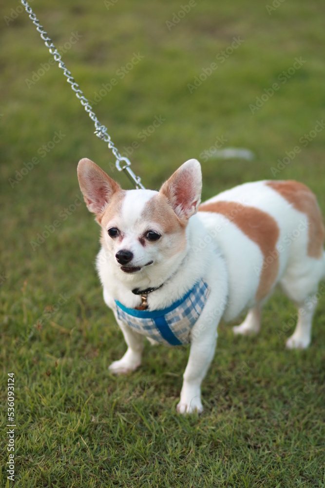 dog running on the lawn