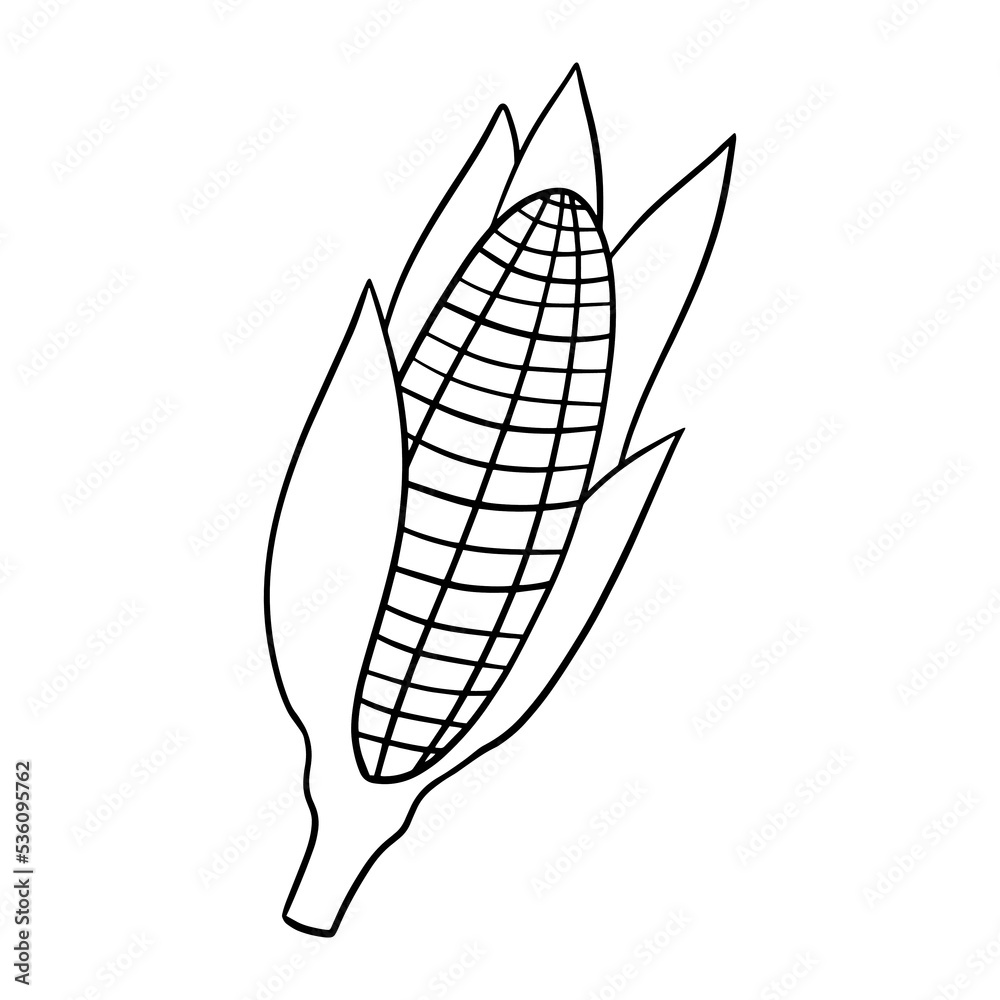 Monochrome image, ripe corn cob, vector illustration in cartoon Monochrome image, ripe corn cob, vector illustration in cartoon