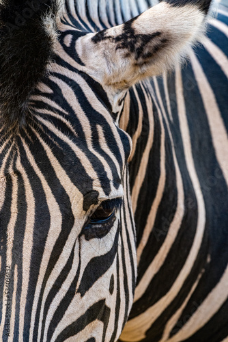 zebra close up