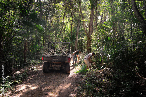 Workers collecting dry tree branches in dense forest photo