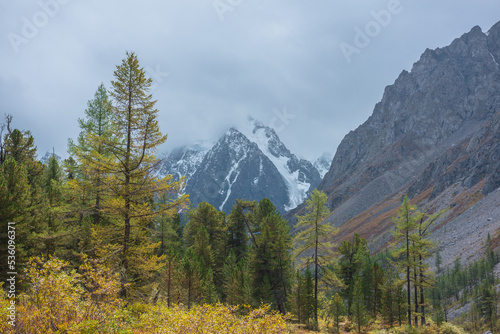 Dramatic autumn landscape with yellow larch trees against snowy mountain peak in low clouds. Forest among fading gold flora with view to snow peaked top in overcast. Golden autumn colors in mountains.