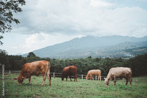 Farm cows are grazing in the green fields. with a beautiful mountain backdrop Agriculture and livestock areas in the north of Thailand
