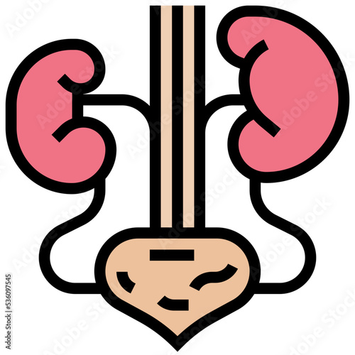 Kidneys icon