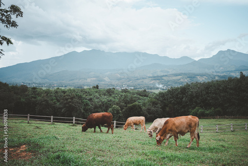 Farm cows are grazing in the green fields. with a beautiful mountain backdrop Agriculture and livestock areas in the north of Thailand © PIPAT