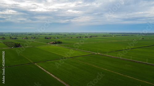 Aerial view of Green fields with paddy during planting season.