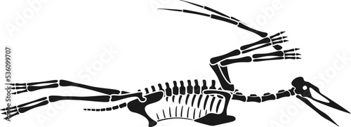 Pterodactyl Dinosaur skeleton Prehistoric Animal. Vector illustration