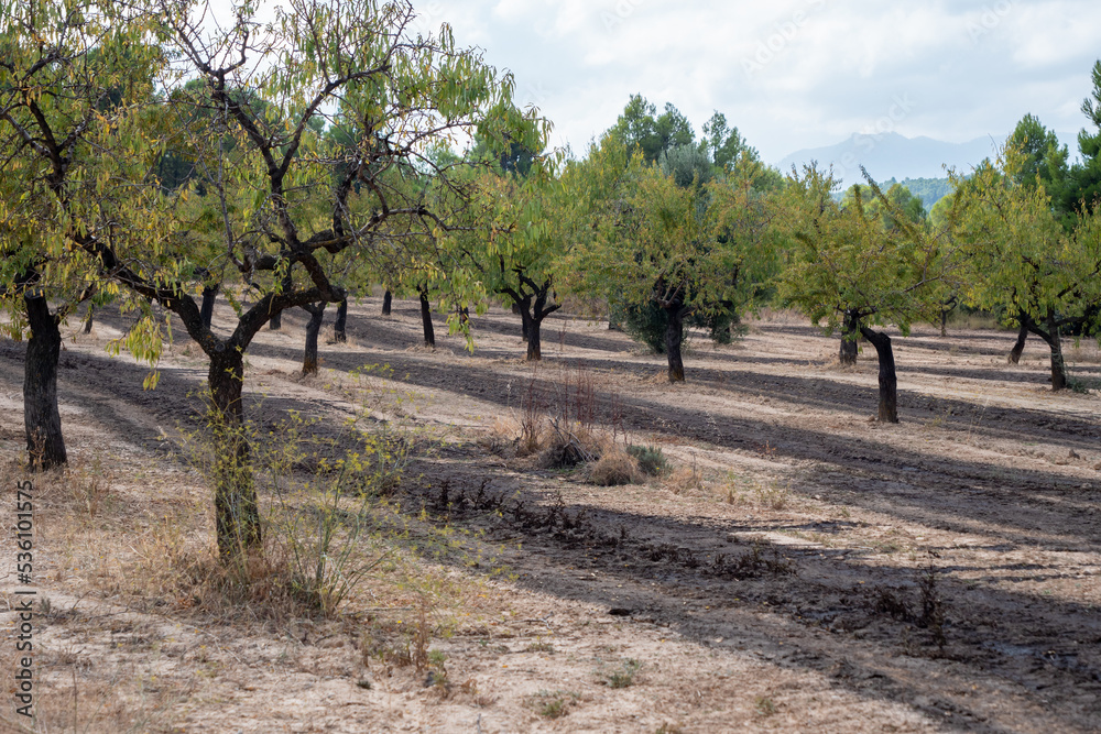Fototapeta premium manure in the field, ecological agricultural concept