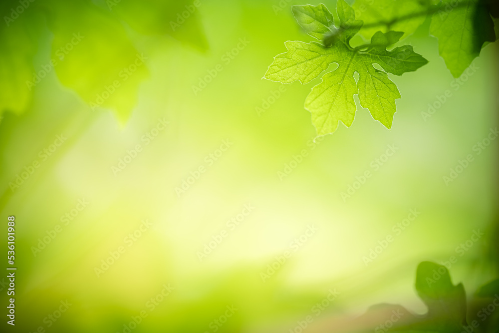 Abstract background nature view with copy space using as background natural landscape,Textures Leaves, cover page, fresh wallpaper concept. Abstract background nature view with copy space using as background natural landscape,Textures Leaves, cover page, fresh wallpaper concept.