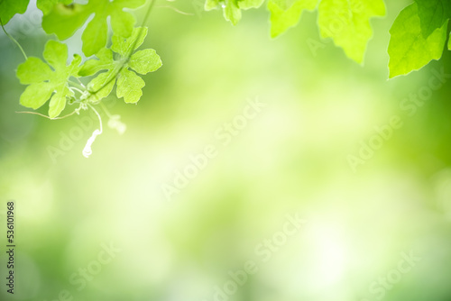 Abstract background nature view with copy space using as background natural landscape,Textures Leaves, cover page, fresh wallpaper concept.