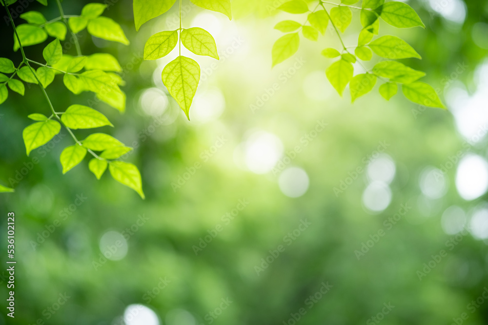 Abstract background nature view with copy space using as background