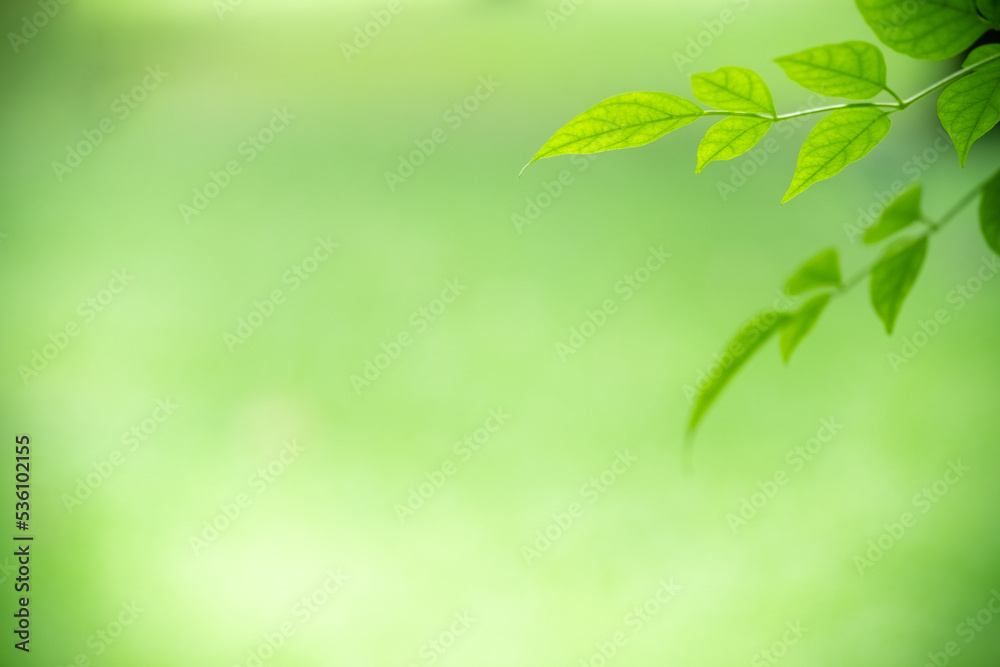 Abstract background nature view with copy space using as background natural landscape,Textures Leaves, cover page, fresh wallpaper concept. Abstract background nature view with copy space using as background natural landscape,Textures Leaves, cover page, fresh wallpaper concept.