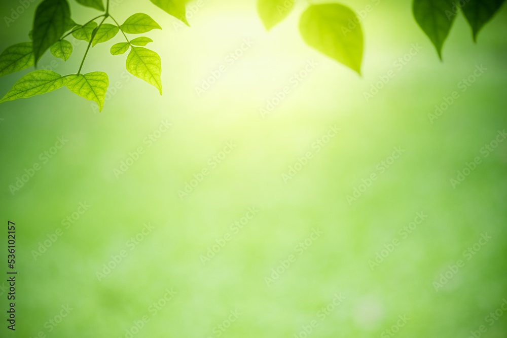 Abstract background nature view with copy space using as background