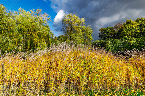 Yellow high feather grass near the lake against the background of a stormy sky in Riga city park, Latvia.