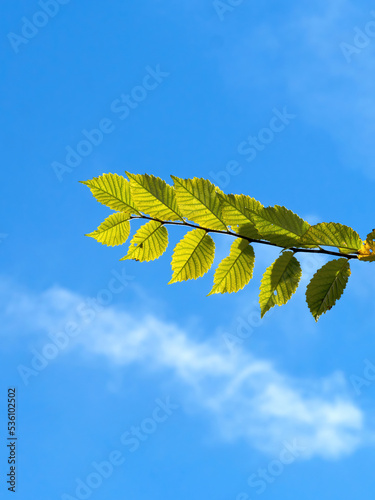 Strong autumn sunlight shines through the leaves of an isolated beech branch, which echos the form of a wispy cloud in the otherwise bright blue sky.