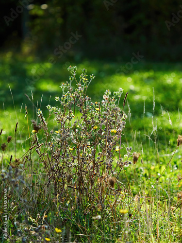 A clump of spent wildflowers, gone to seed, in sharp autumnal sunlight-and-shadow at the edge of a patch of deep woodland.