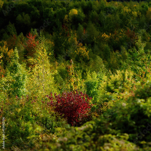 Strong autumnal sunlight spotlights a tree whose autumnal foliage stands out from the greenery of its cloud-shadowed fellows.