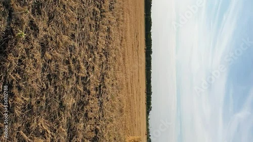 Sheaves of hay on a mown field in summer next to a sunflower field, vertical video