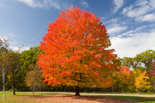 Autumnal Sugar Maple Tree at Willow River State Park