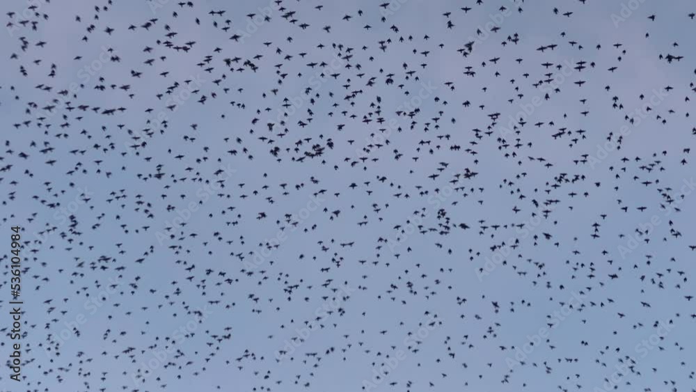 Camera follows thousands of birds flying off from tall trees during mating and migration season.