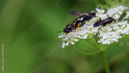 Parasitic wasp or ichneumon fly laying eggs in a wasp, also called Ichneumonidae photo