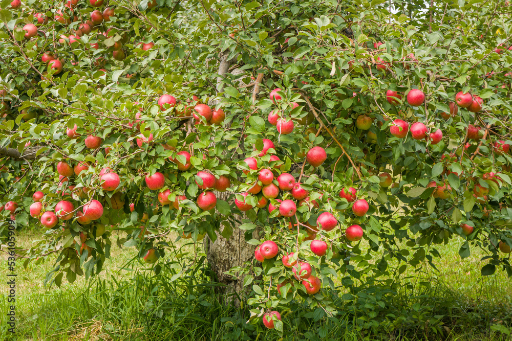 Apple Orchard in Rural Minnesota