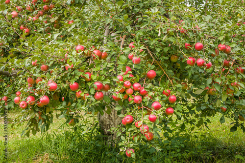 Apple Orchard in Rural Minnesota