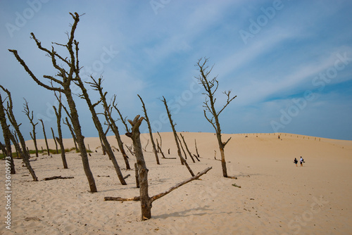 Dry old trees at the dunes in Slowinski national park- Poland