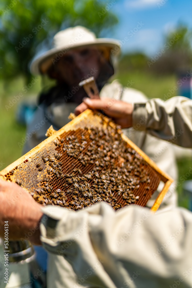 Holding a honey cell with bees. Beekeeper holding a wooden frame with honey. Holding a honey cell with bees. Beekeeper holding a wooden frame with honey.