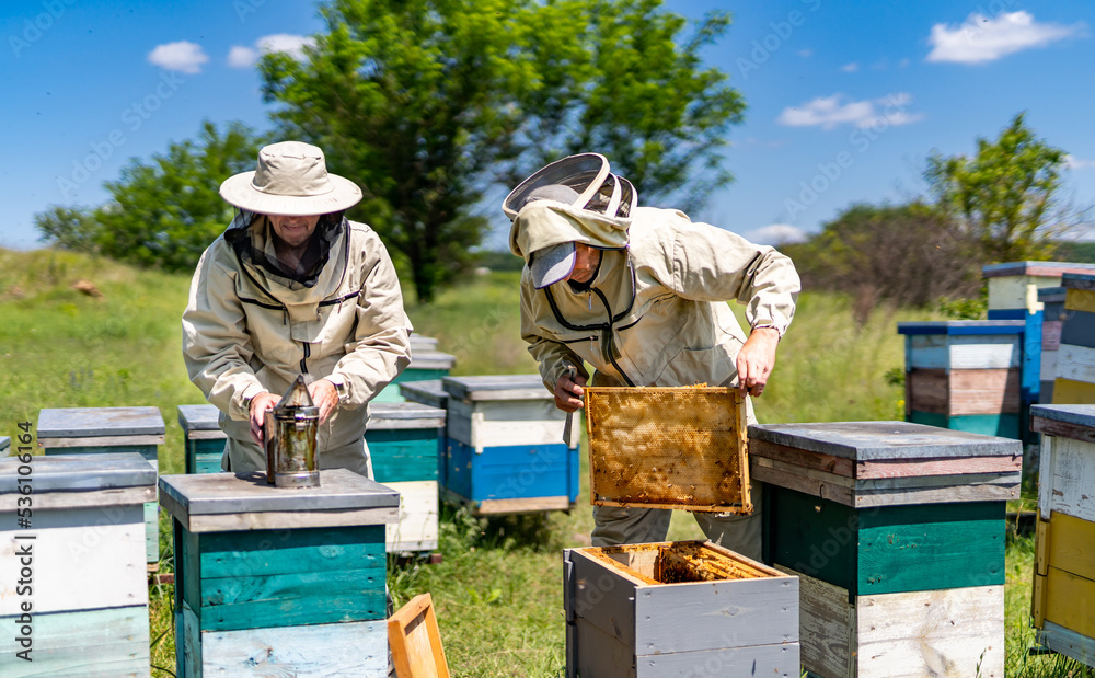 Professional honey farming countryside. Beekeeping apiary concept. Professional honey farming countryside. Beekeeping apiary concept.