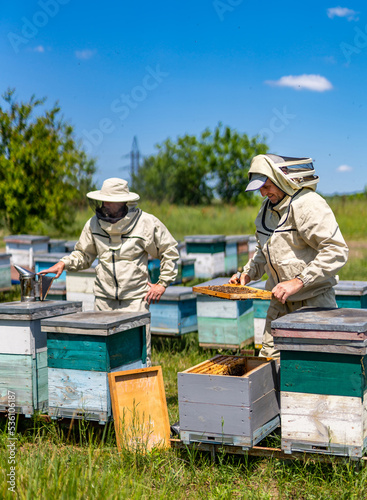 Beekeeping apiary concept. Professional honey farming countryside.