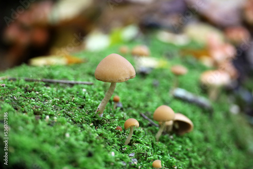 Psathyrella candolleana, group of mushrooms growing in green moss on fallen tree trunk