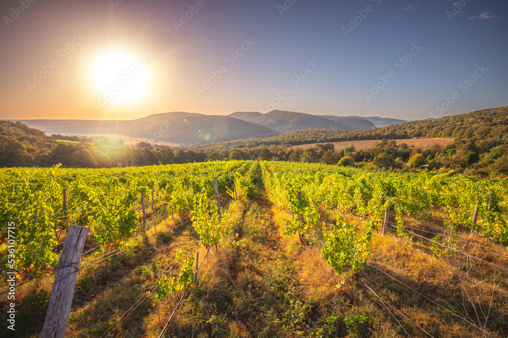 Vineyard agricultural fields in the countryside, beautiful landscape during sunrise.