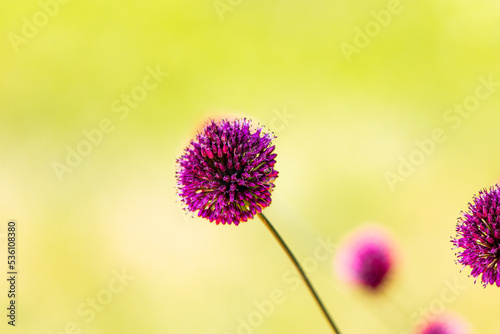 Bright Chive