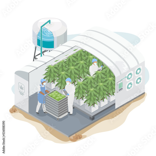 cannabis ruderalis plants organic weed herb plant factory system farming science lab for medicine isometric