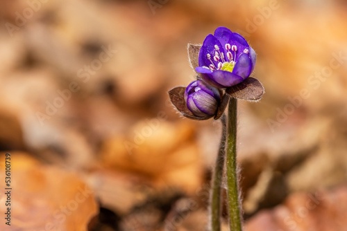 Obraz na płótnie Close up image of the common hepatica, fresh blue flowers growing in the woodland on a springtime. Dry orange and brown leaves in the background. w salonie