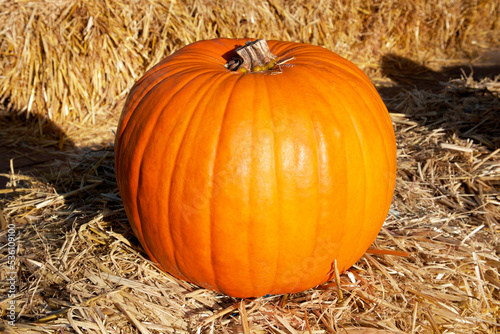 orange pumpkin lies on a haystack on a sunny autumn day
