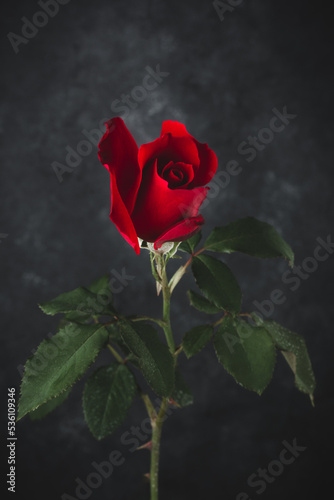 Fototapeta Naklejka Na Ścianę i Meble -  fresh red rose with leaves isolated on black textured background
