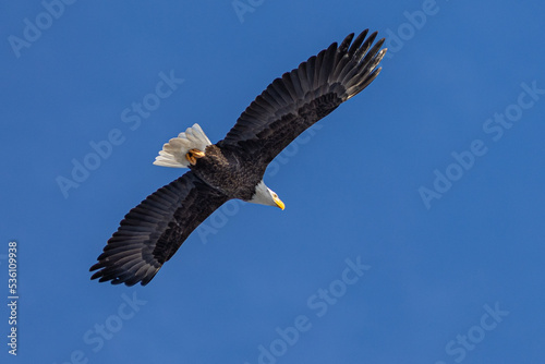 Bald Eagle Flight 4