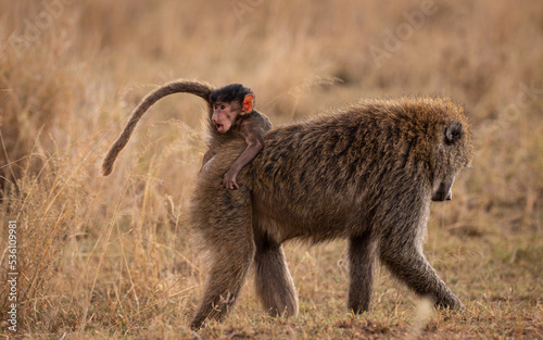 amazing baboon parenting in the plains of Ngorongoro  (ID: 536109981)