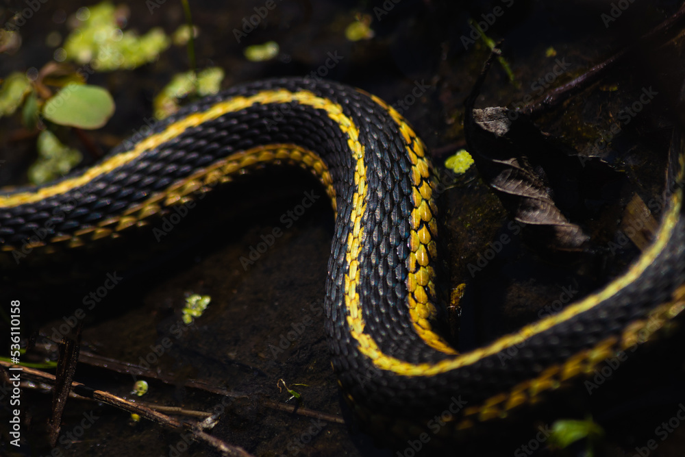 Obraz premium Close-up of a Grass-snake, Quebec, Canada, North America