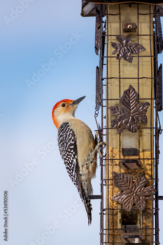 Red-Bellied Woodpecker at Feeder