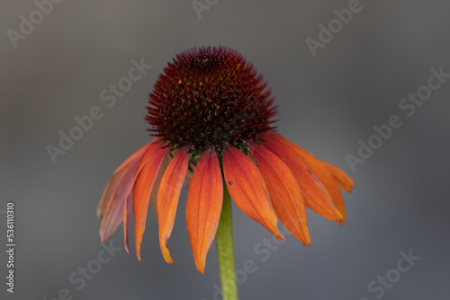 Orange Cone Flower