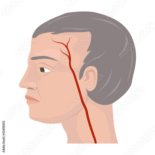 High arteritis. Profile of an elderly man with a vein on his temple. Vector illustration