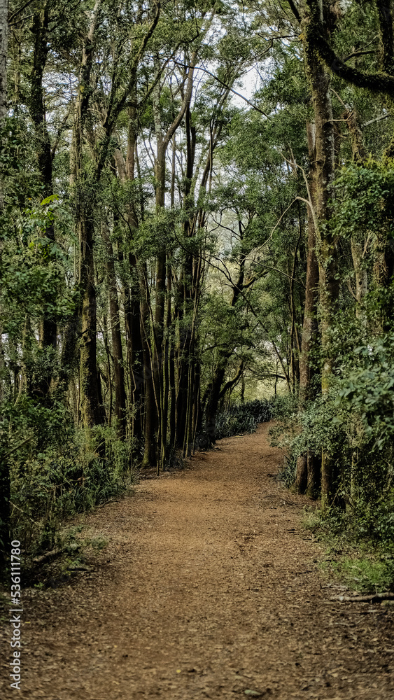 Naklejka premium more paths