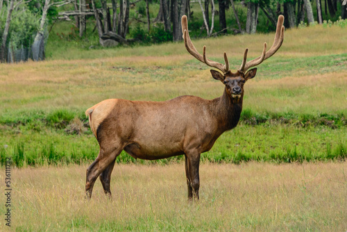 Elk © David Gorke Photo