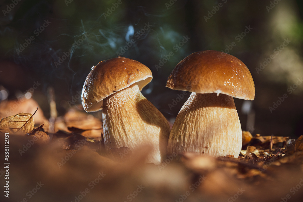 Fototapeta premium Cep is also known as cèpes or porcini. It is an edible mushroom and a real delicacy.